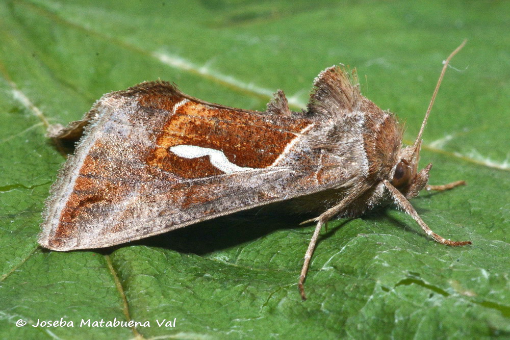 Eteroceri del mese di aprile, dal confino